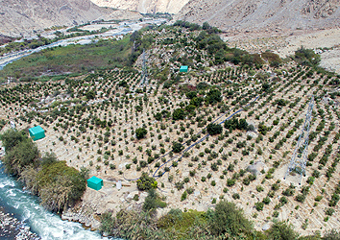 Fruit orchard